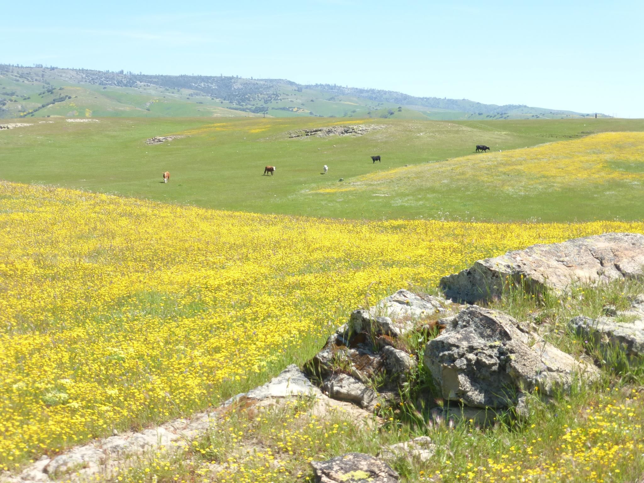 Turkey Flat Rd, Parkfield, CA 93451 MLS NS23064100 LandWatch