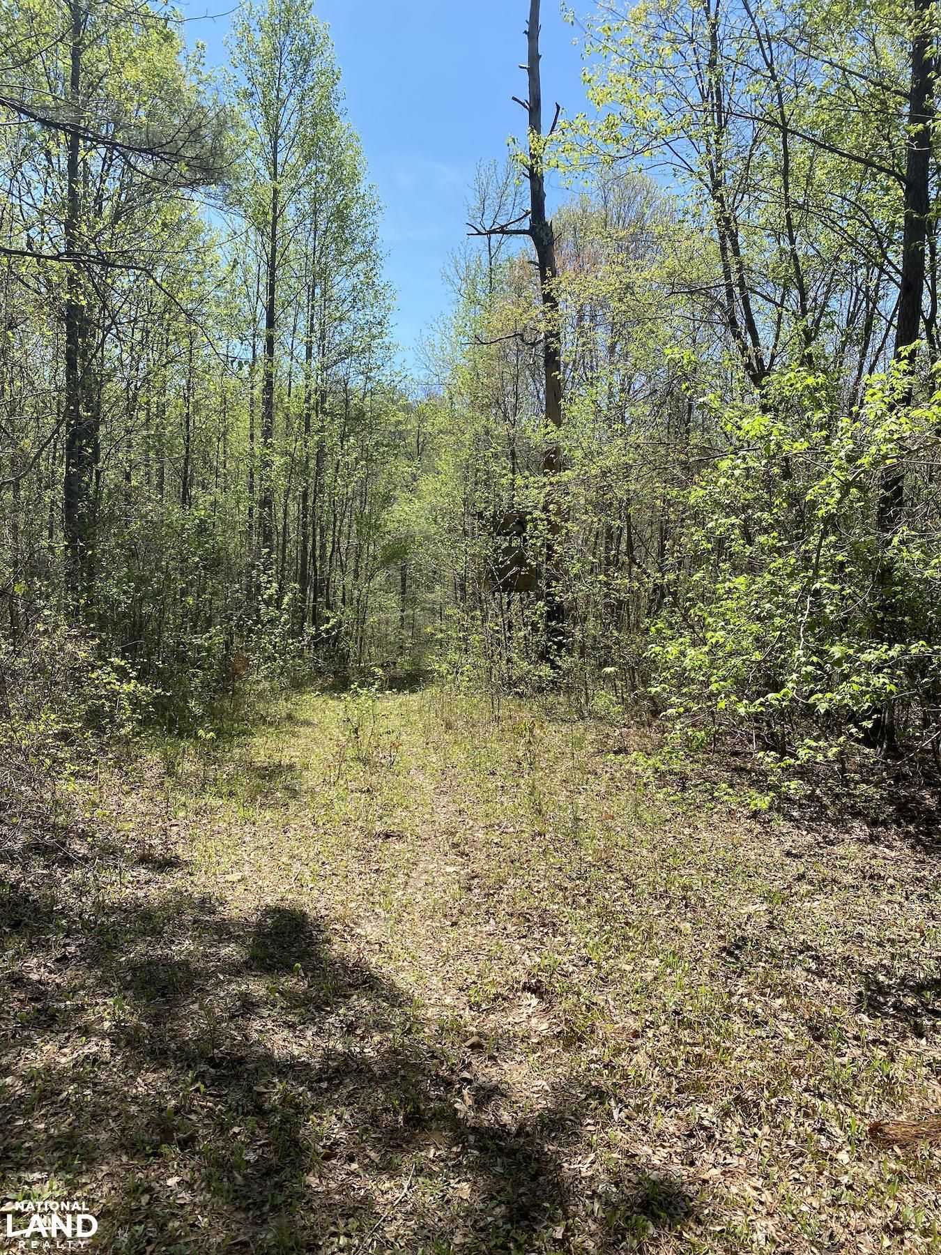 Logan, Cullman County, AL Timberland Property, Undeveloped Land for