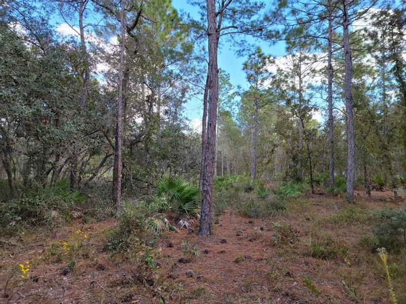 Weeki Wachee, Hernando County, FL Undeveloped Land, Homesites for sale