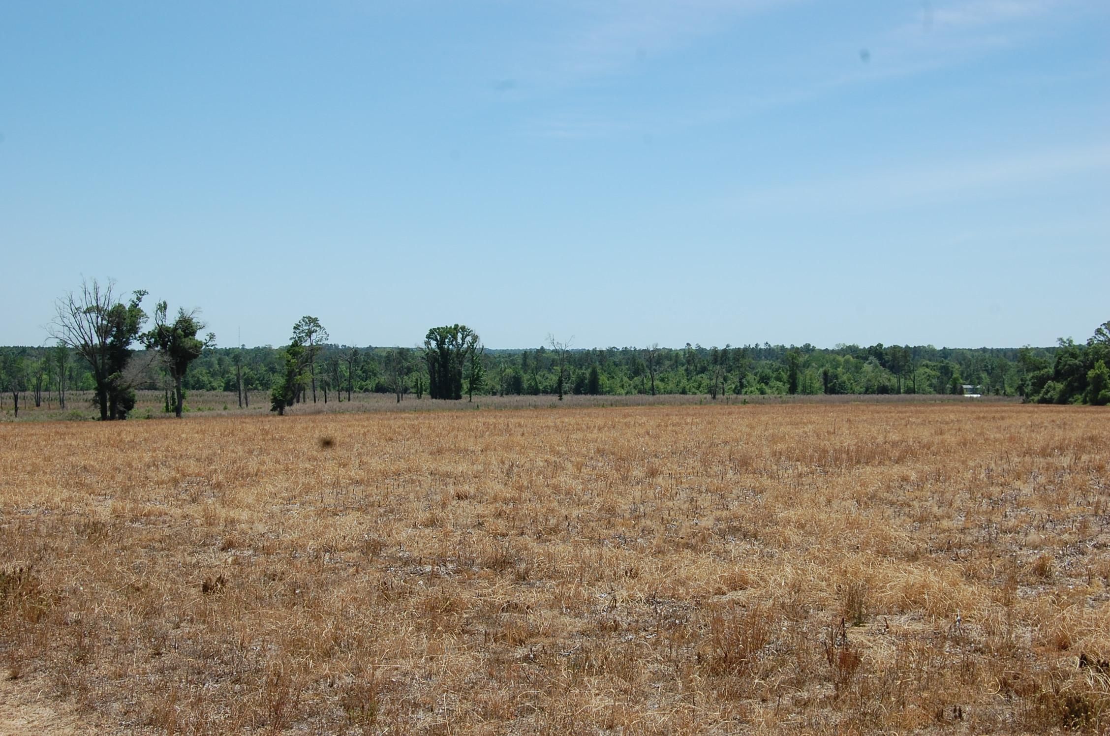 Ashburn, Turner County, GA Farms and Ranches, Timberland Property