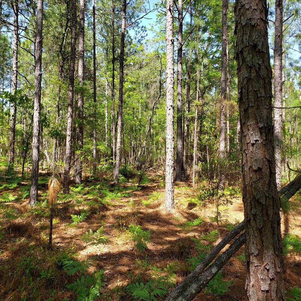 Lot 12 Dairy Road, Ridge Spring, SC 29129 MLS 111638 LandWatch