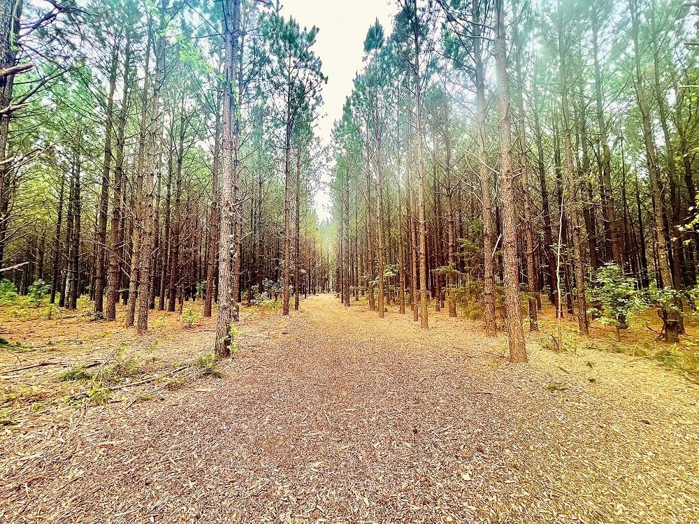 Oglethorpe, Macon County, GA Recreational Property, Undeveloped Land