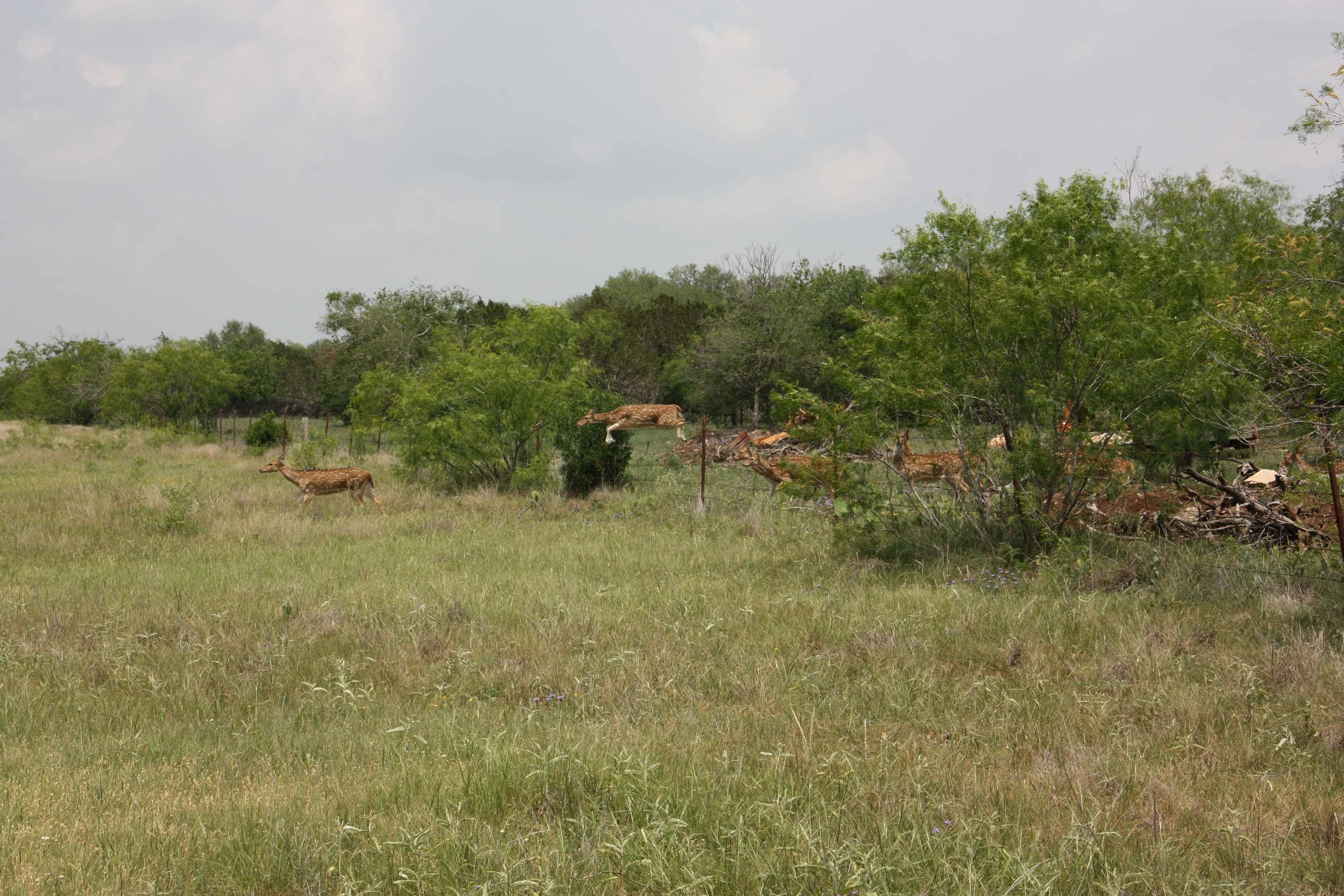 175 acres in Bandera, TX, 78003 LandWatch