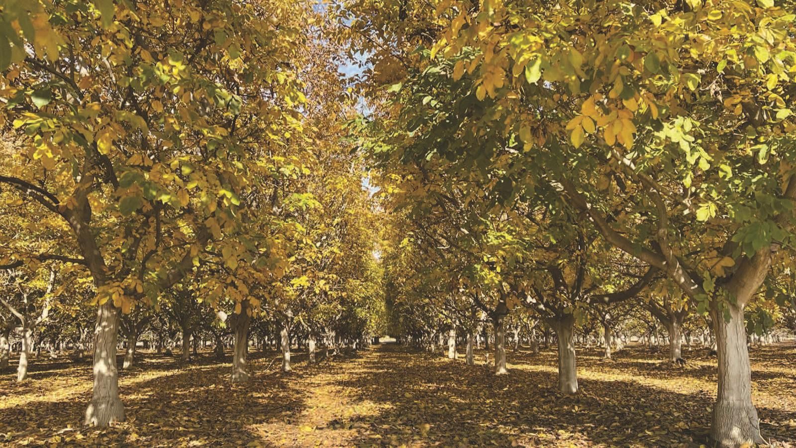 Kingsburg, Kings County, CA Farms and Ranches for sale Property ID 416372442 LandWatch