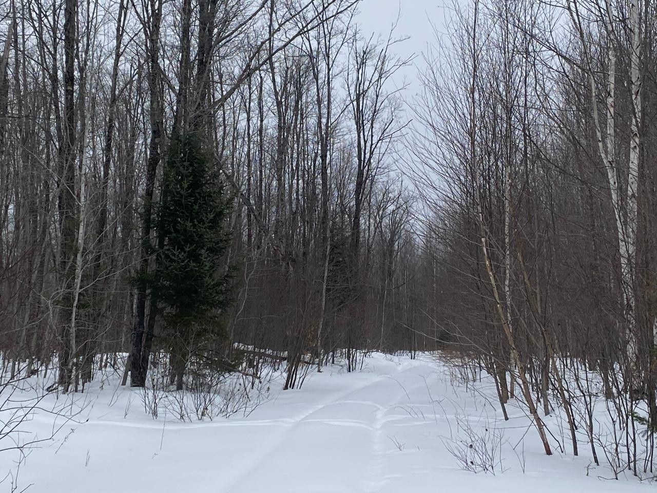 Butternut, Ashland County, WI Undeveloped Land for sale Property ID