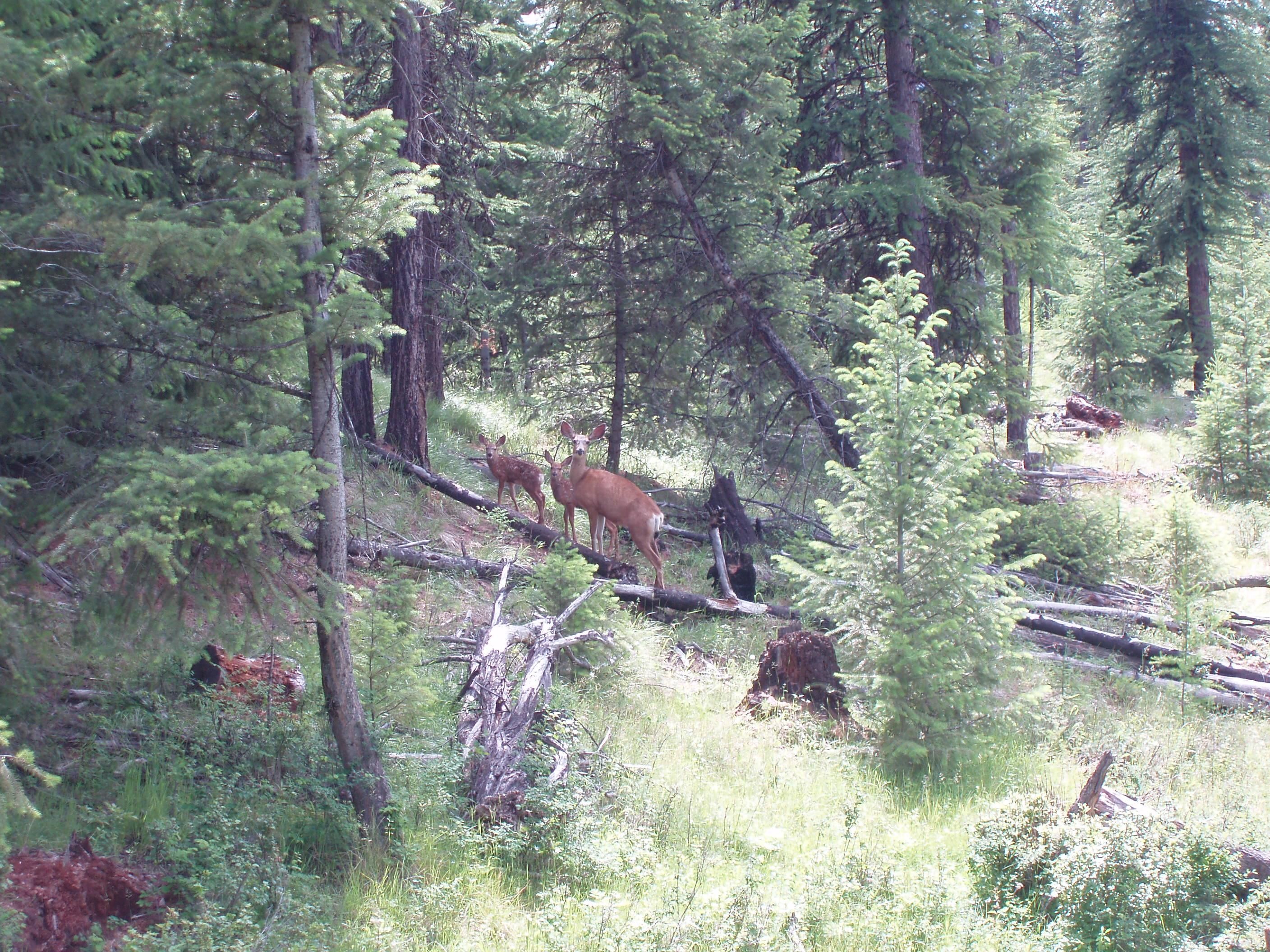 Wauconda, Okanogan County, WA Recreational Property, Timberland