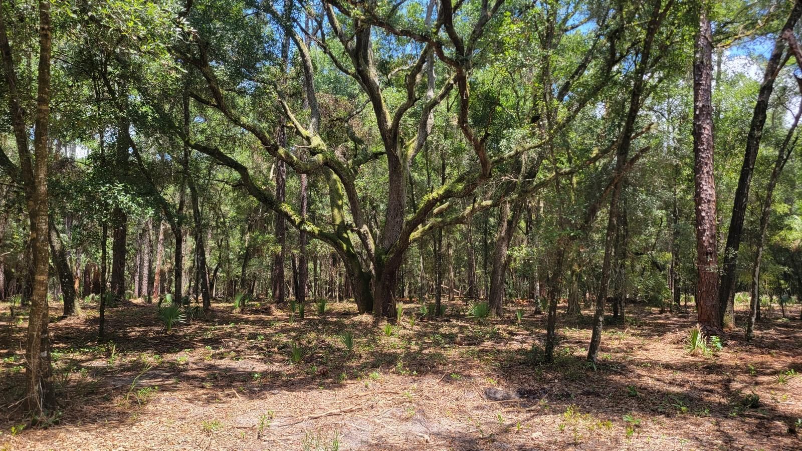 Fort Mc Coy, Marion County, FL Recreational Property, Timberland