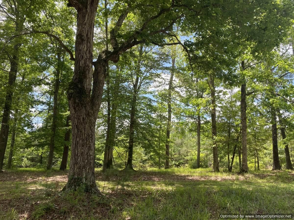 Wesson, Lincoln County, MS Timberland Property for sale Property ID