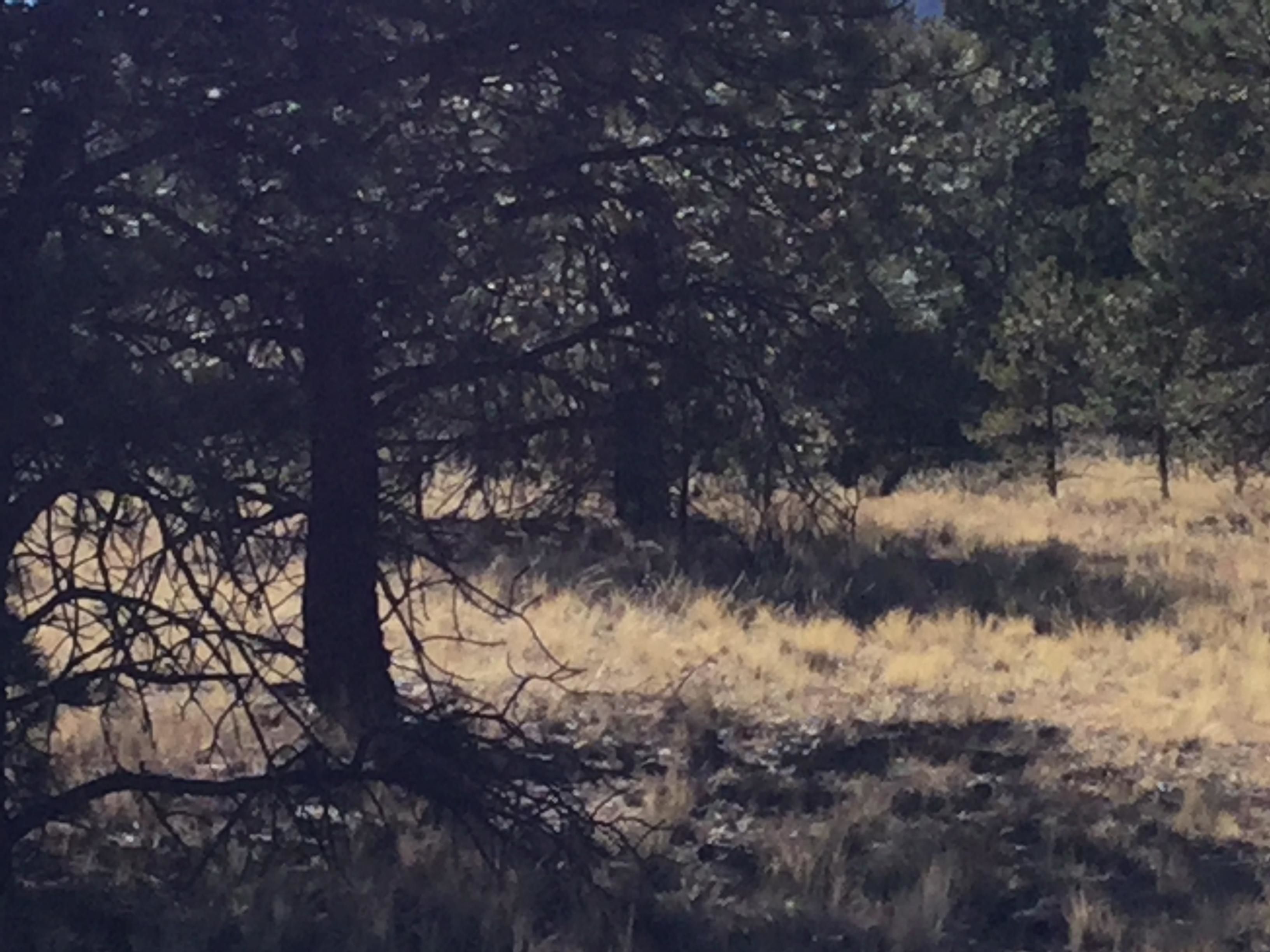 Lake Park County, CO Recreational Property, Undeveloped Land