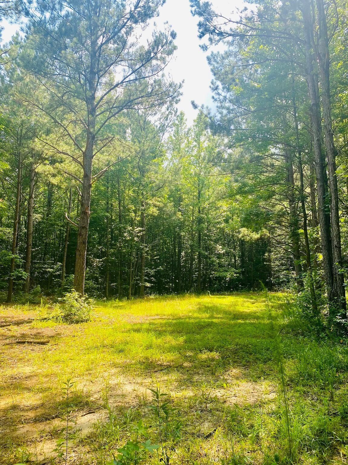 Glen, Alcorn County, MS Recreational Property, Timberland Property