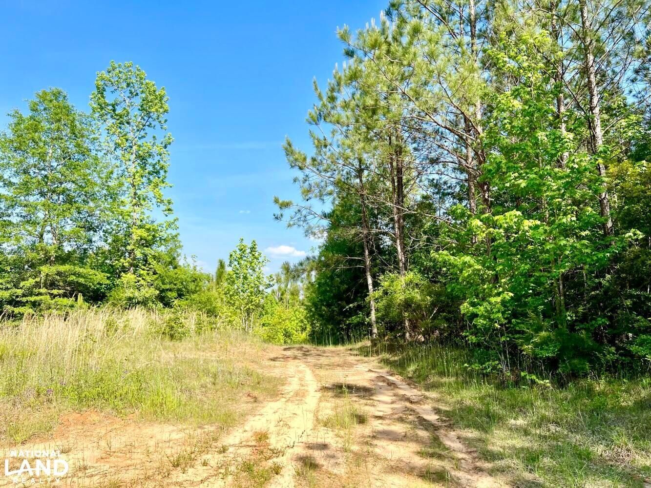 Coffeeville, Clarke County, AL Recreational Property, Timberland
