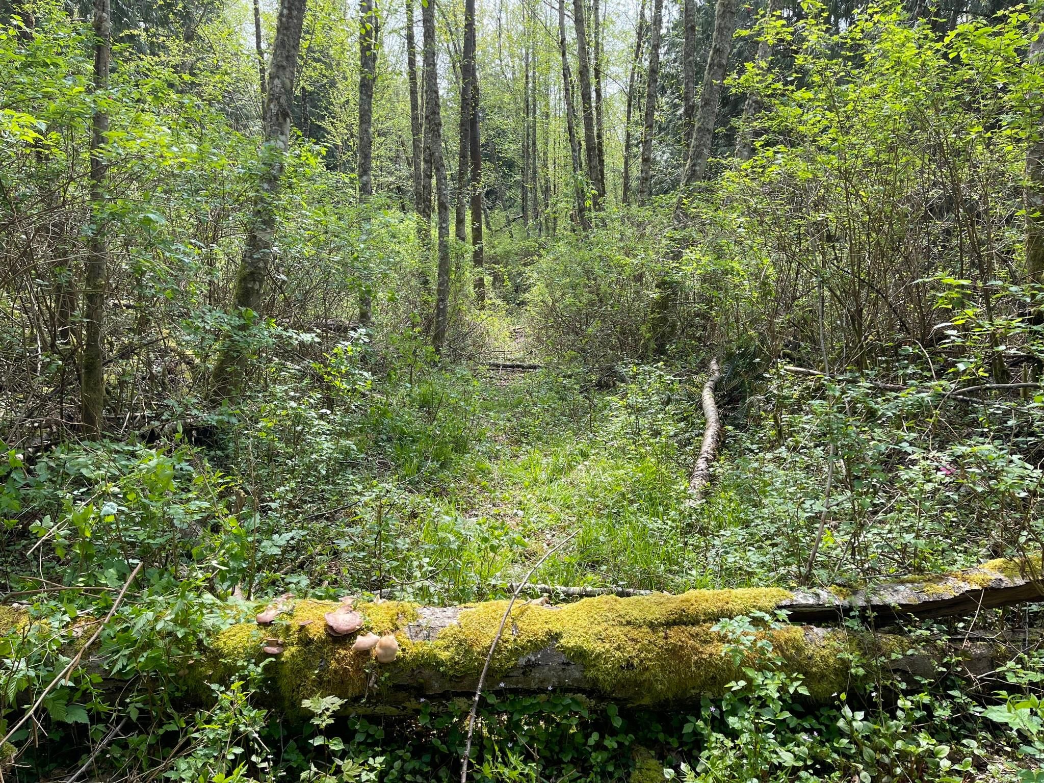 16201 30th Ave NW, Lake Goodwin, WA 98292 MLS 2059505 LandWatch