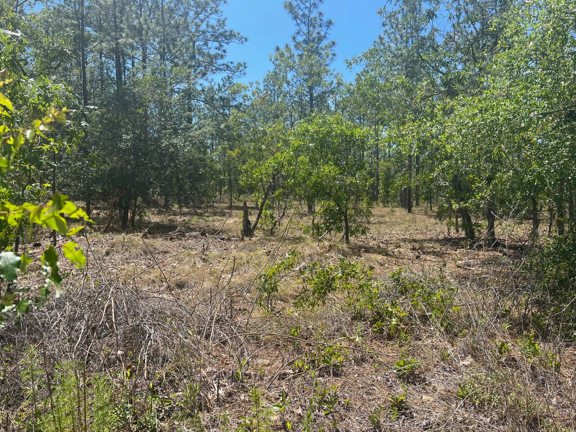 Dunnellon, Marion County, FL Undeveloped Land, Homesites for sale