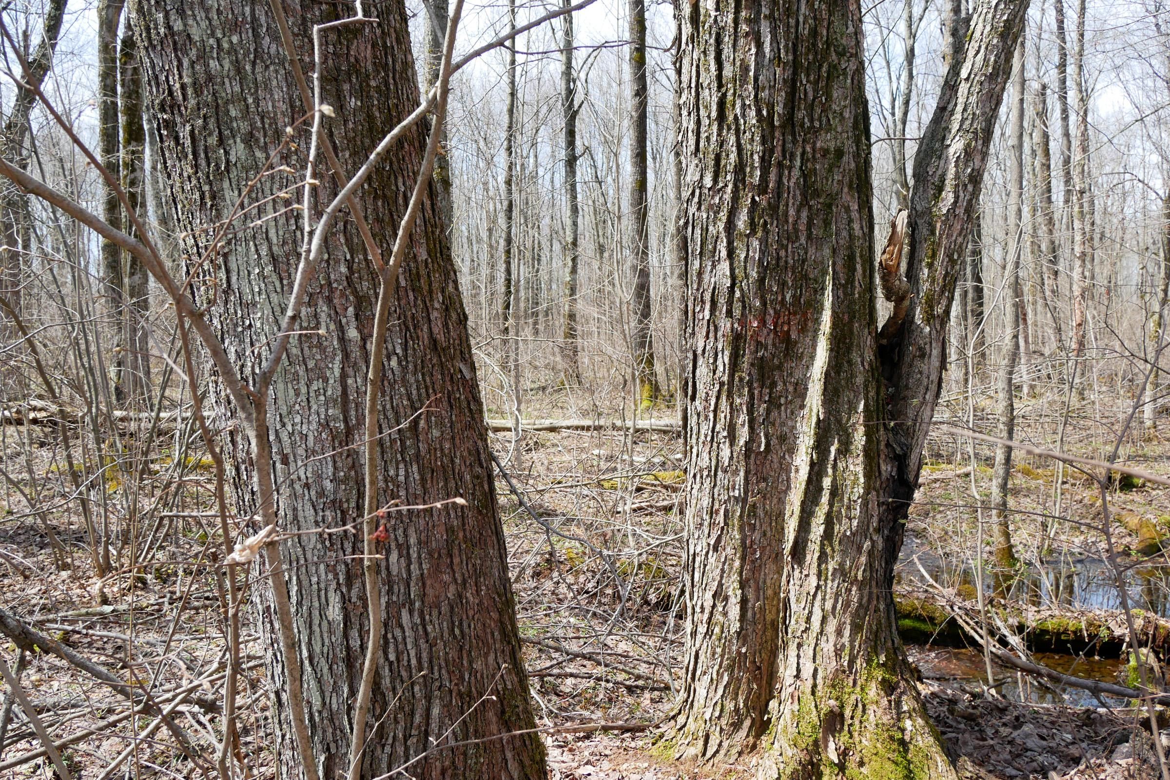 Westboro, Taylor County, WI Recreational Property, Timberland Property