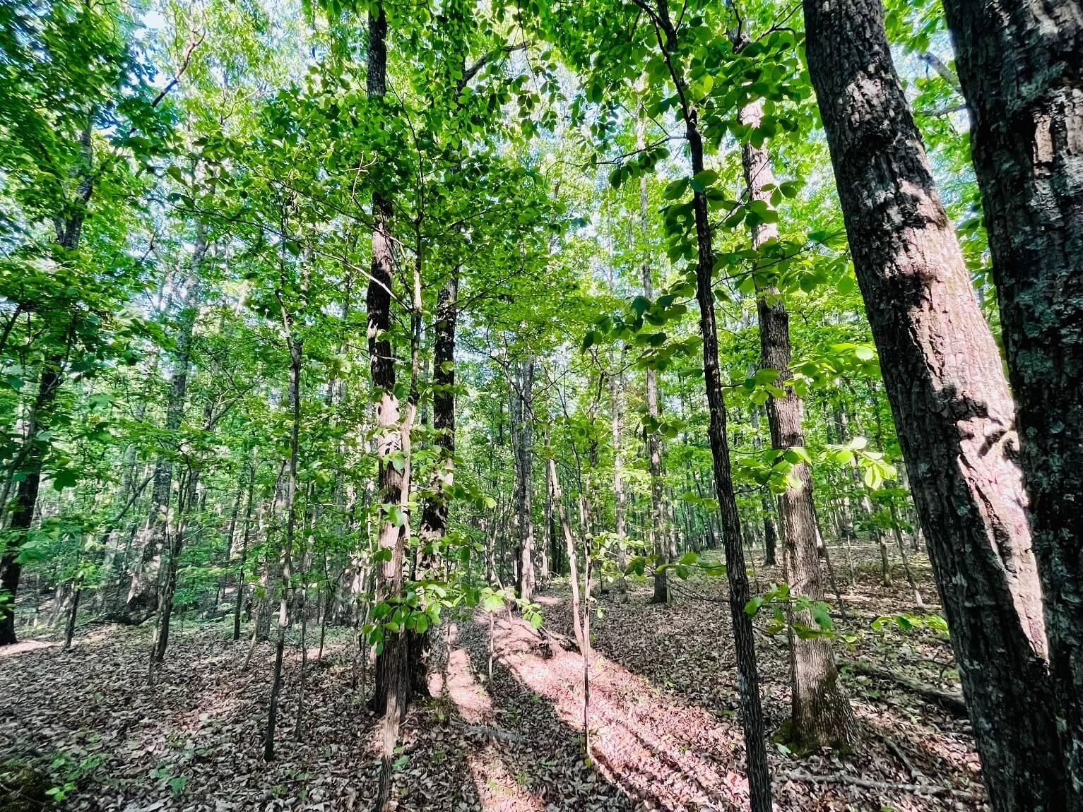 Holladay, Benton County, TN Recreational Property, Hunting Property for