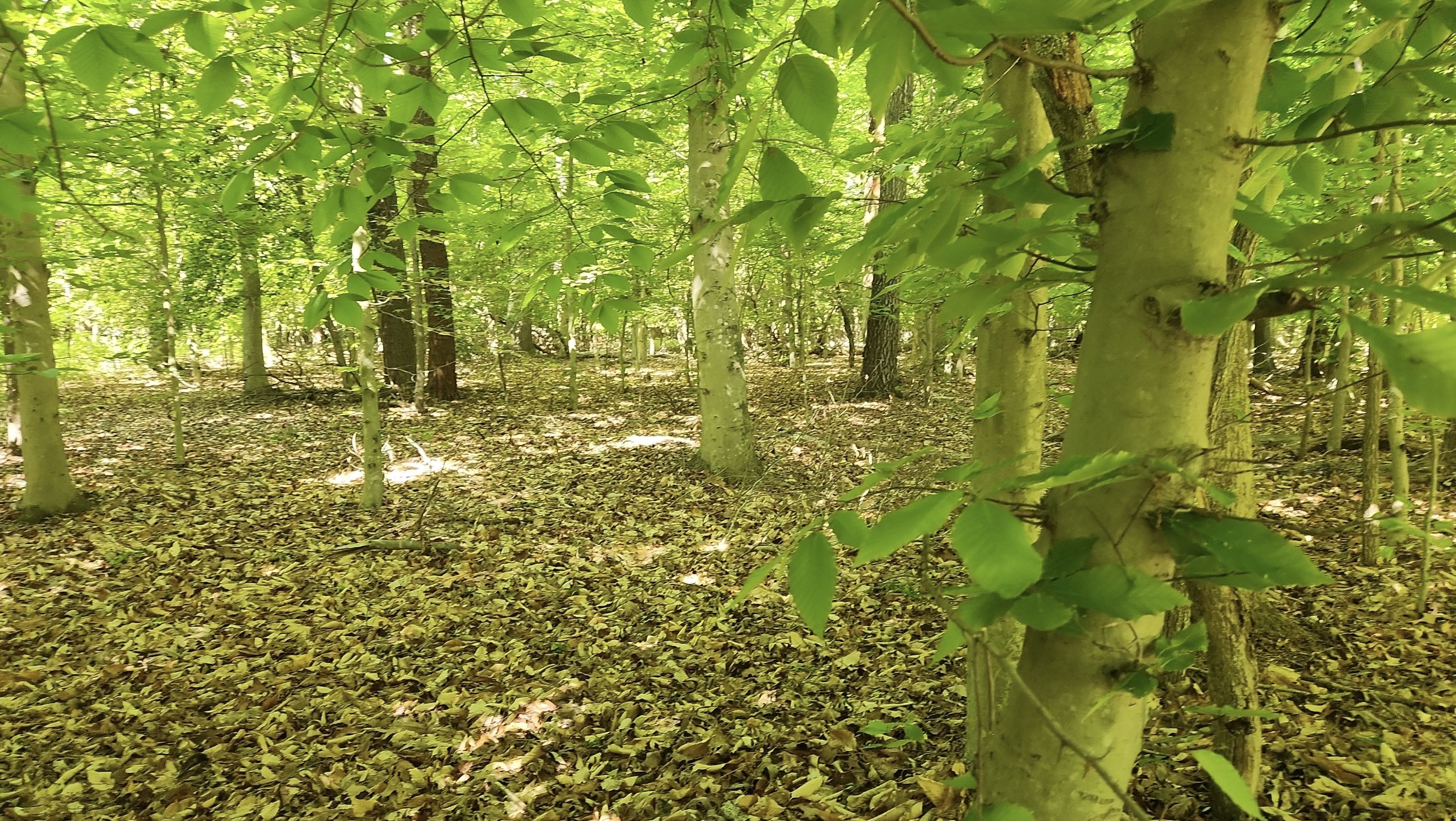 9775 Hickory Lane, La Plata, MD 20646 LandWatch