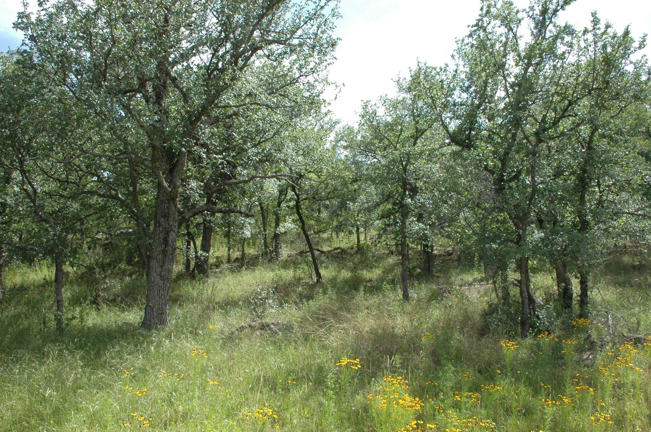 20584 Farm to Market Road 500, Richland Springs, TX 76871 LandWatch