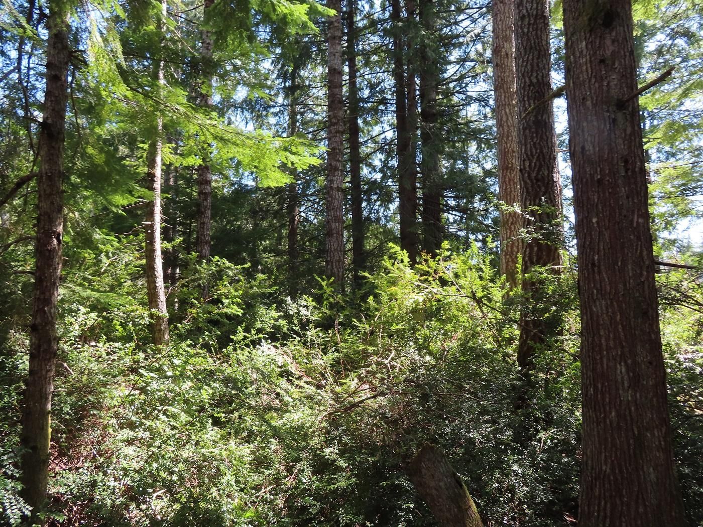 Seabeck, Kitsap County, WA Recreational Property, Timberland Property