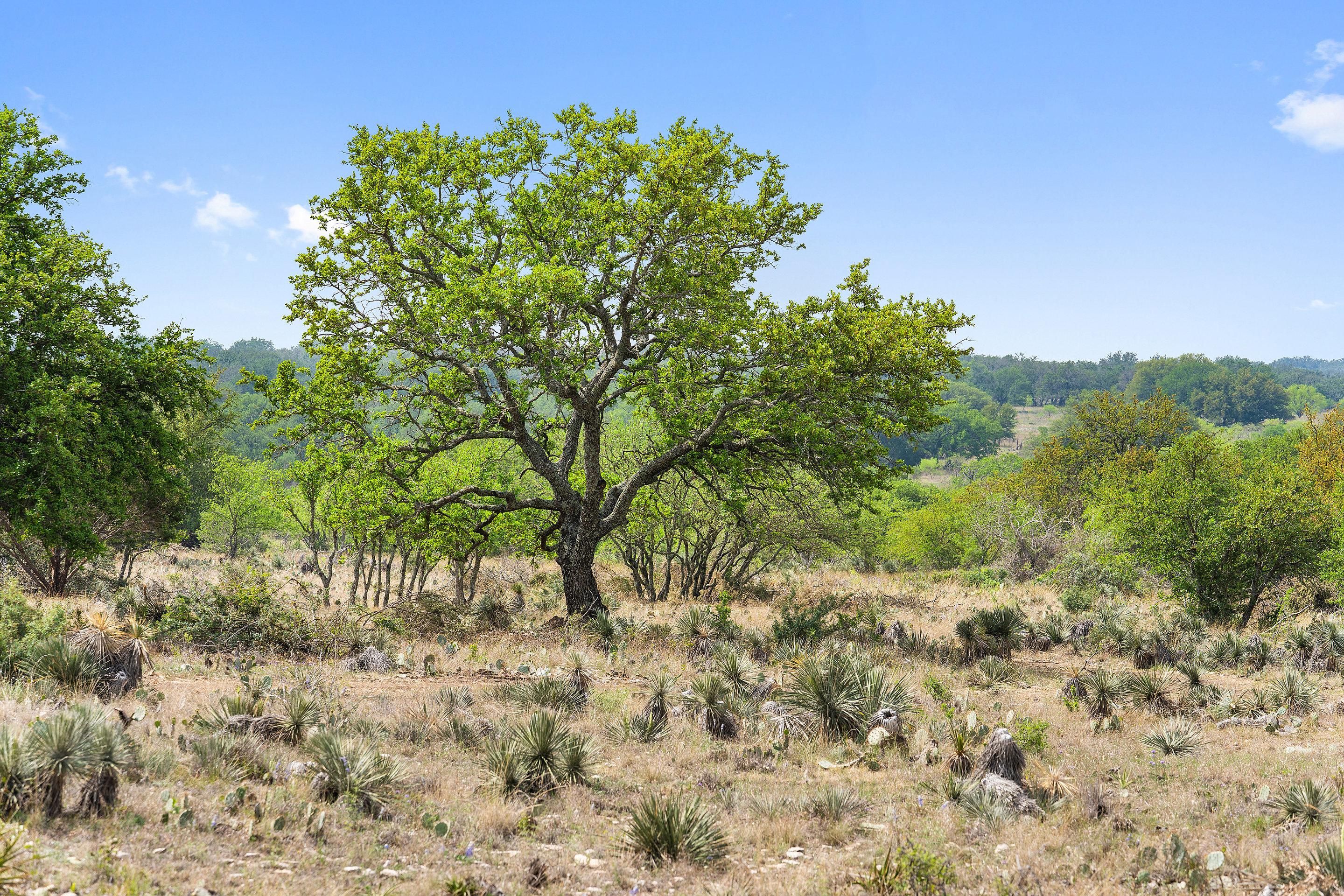 Mason, Mason County, TX Hunting Property for sale Property ID