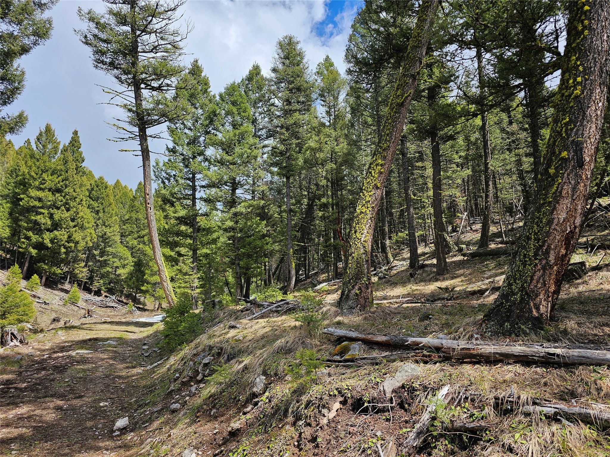 Gold Creek, Powell County, MT Undeveloped Land for sale Property ID