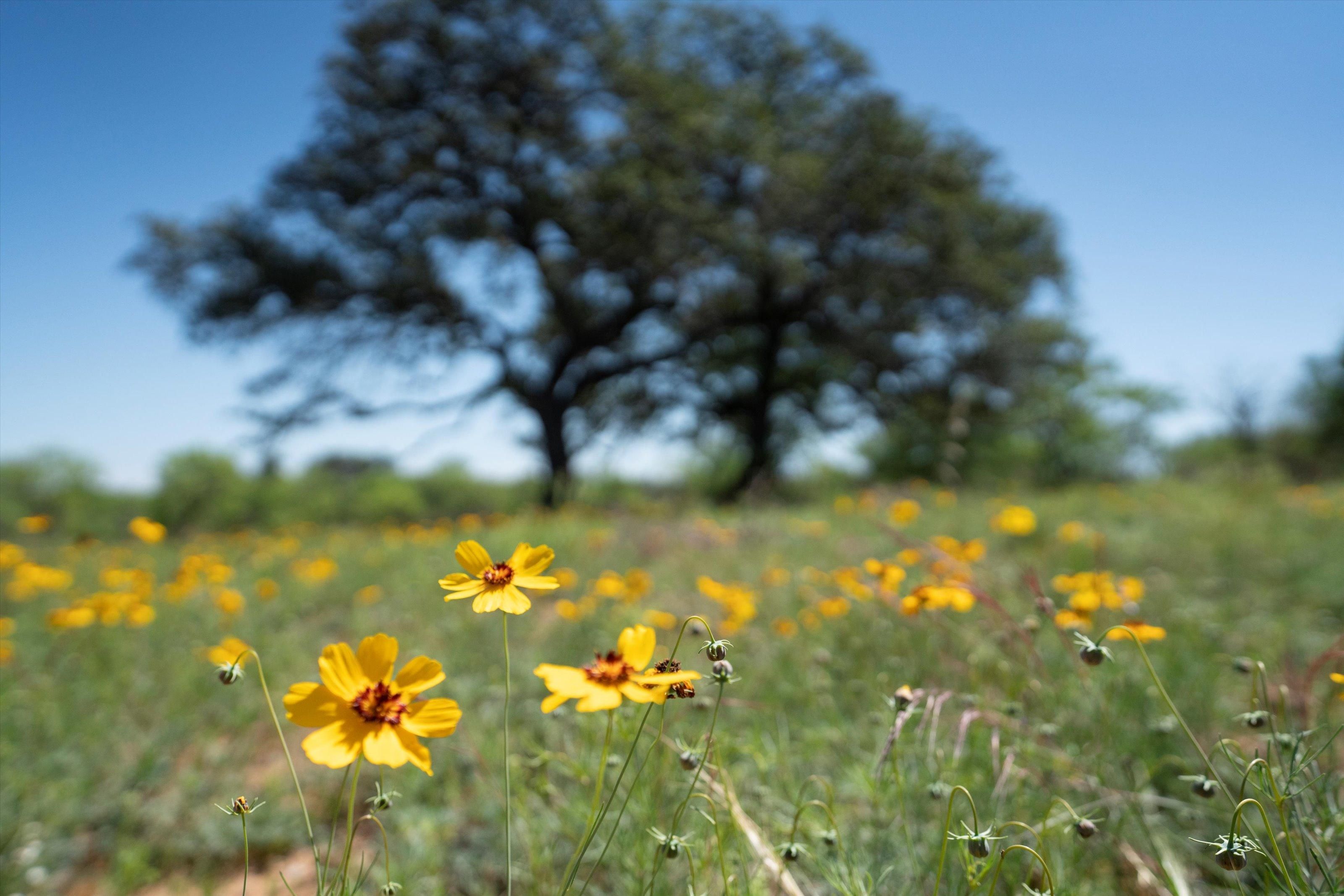 Llano, Llano County, TX Farms and Ranches, Recreational Property