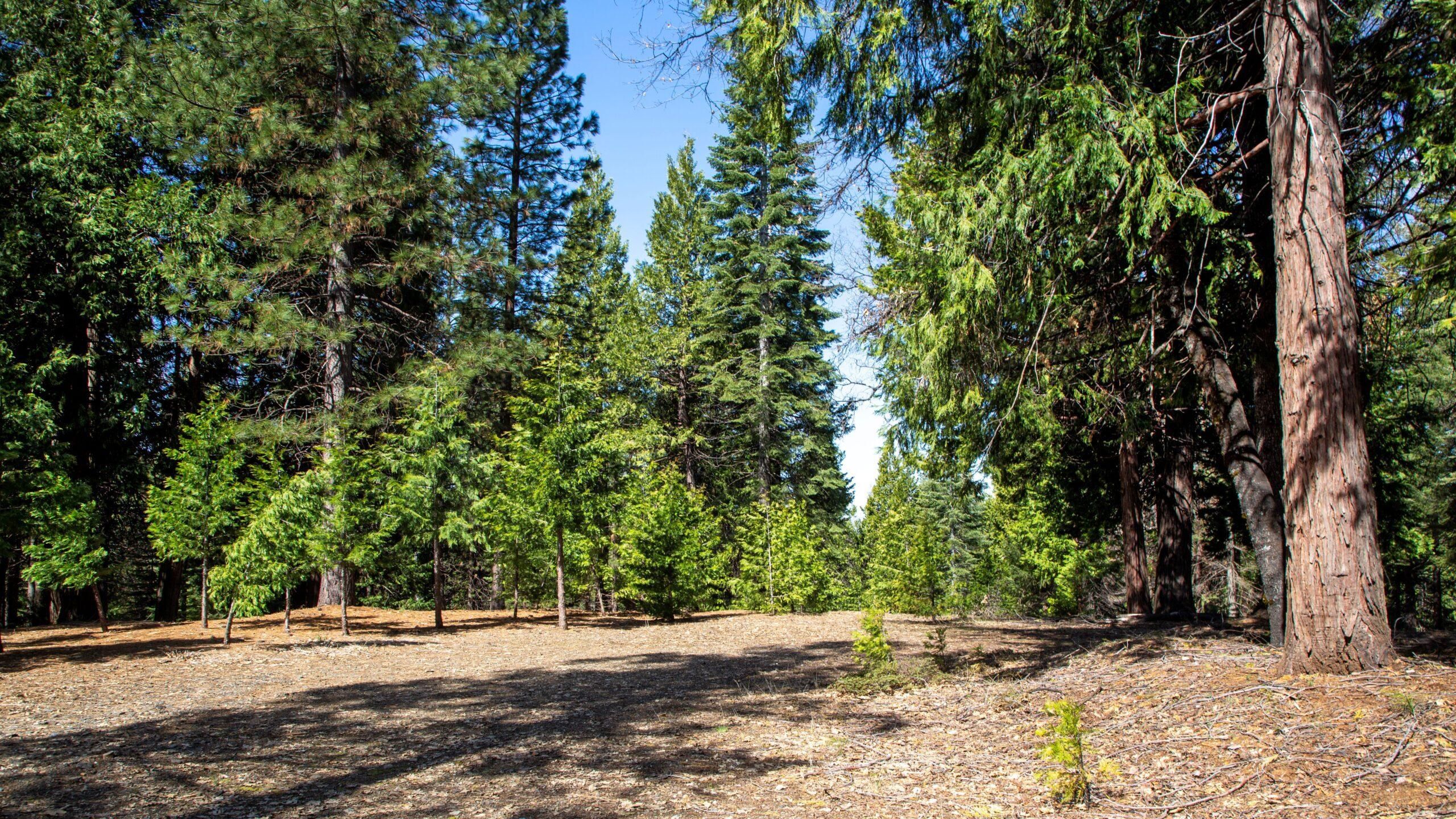 Pollock Pines, El Dorado County, CA Timberland Property, Undeveloped