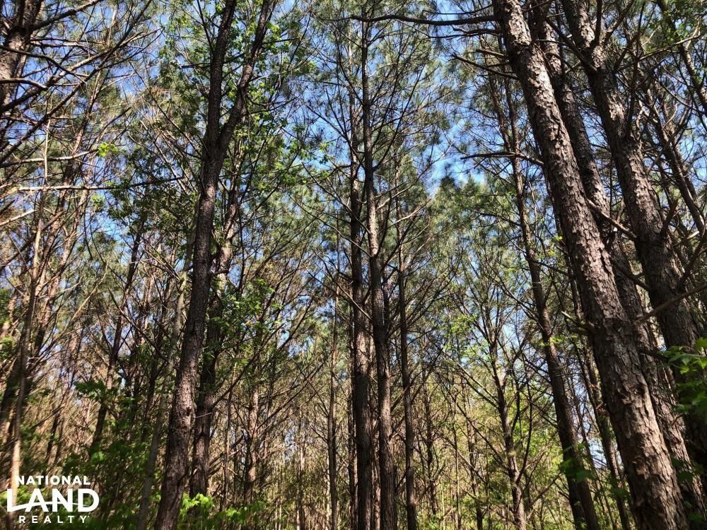 Vina, Franklin County, AL Recreational Property, Timberland Property, Hunting Property for sale