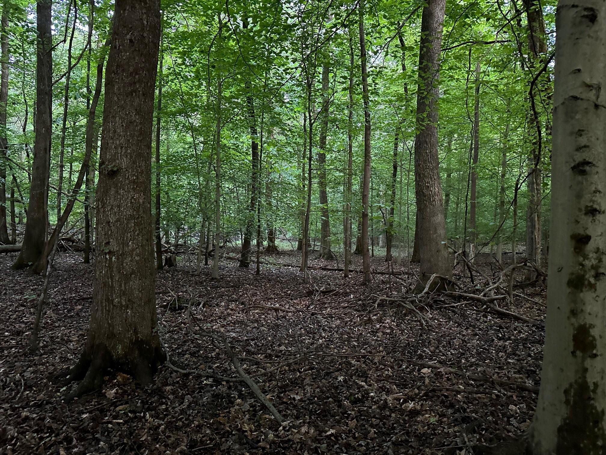 Sewanee, Marion County, TN Homesites for sale Property ID 416454166