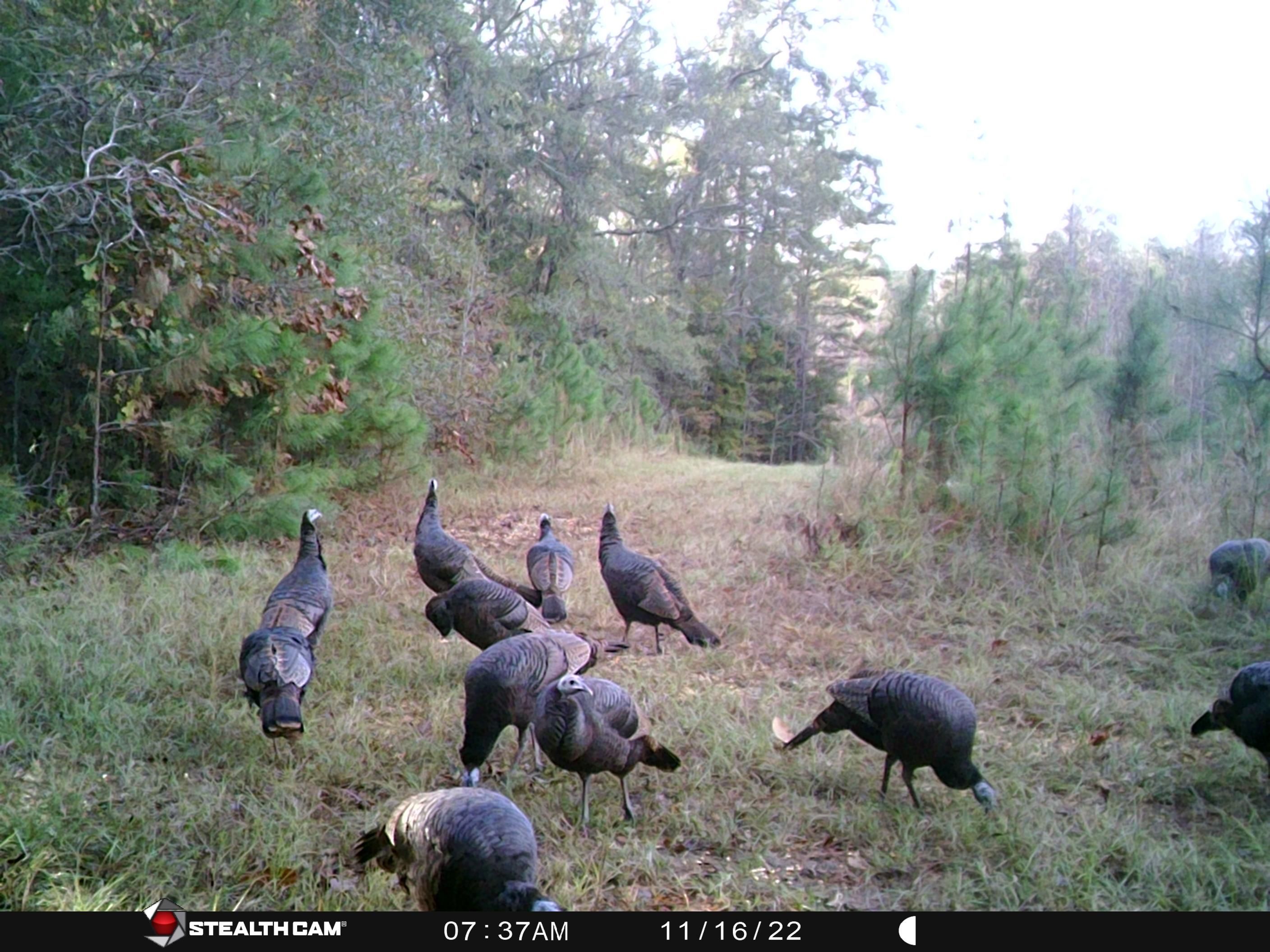 Minter, Lowndes County, AL Timberland Property, Undeveloped Land