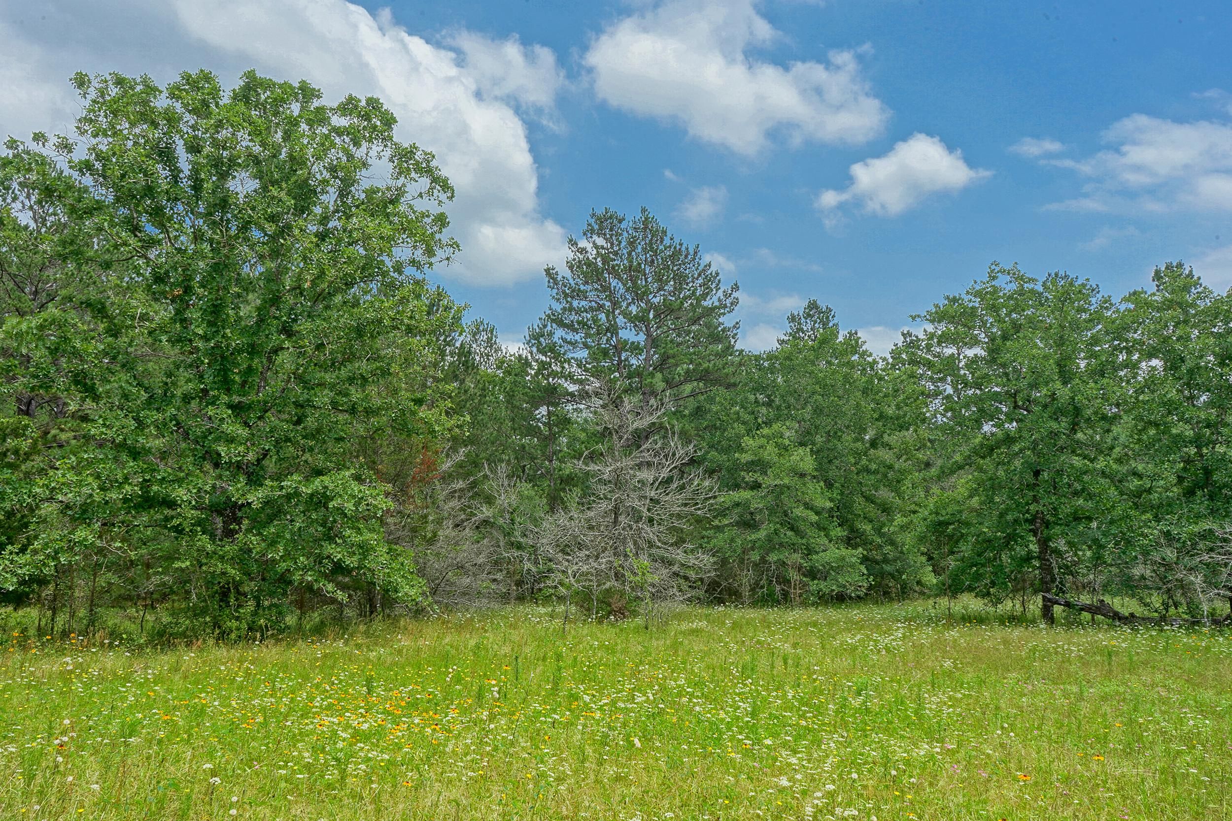 Blue Bird Lane, Bedias, TX 77831 MLS 13.79 Acres Bluebird Lane, Bedias, TX LandWatch