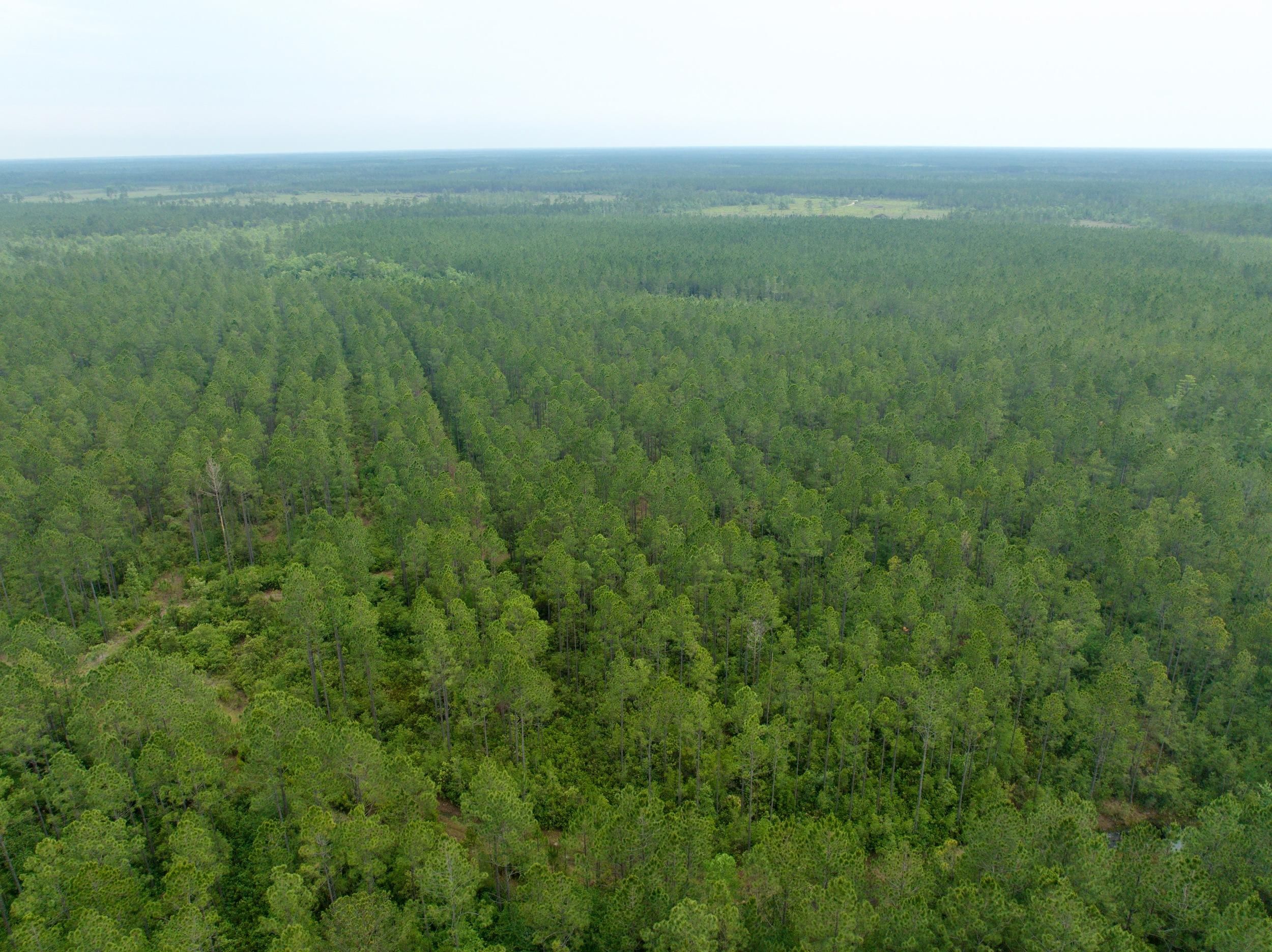 Waycross, Ware County, GA Farms and Ranches, Timberland Property