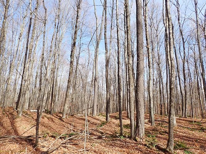 Shrewsbury, Rutland County, VT Timberland Property, Hunting Property