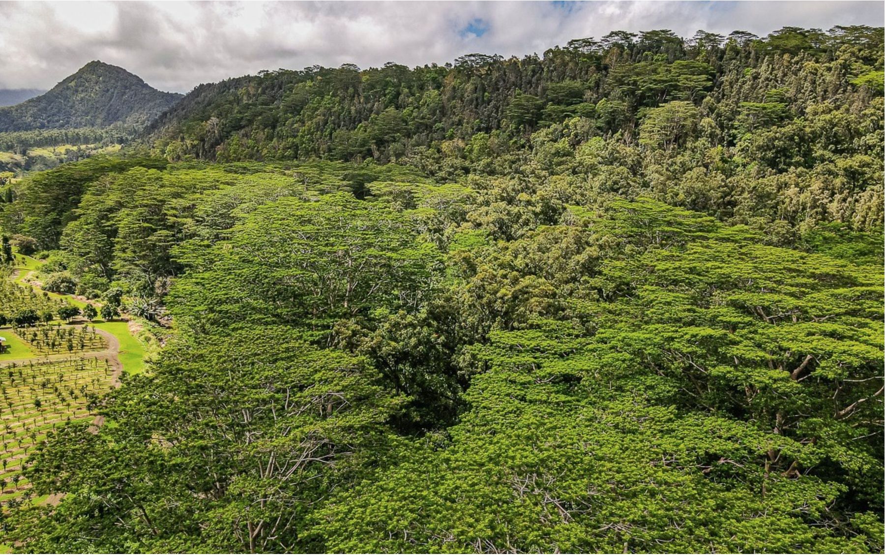 Pahala, Hawaii County, HI Undeveloped Land for sale Property ID