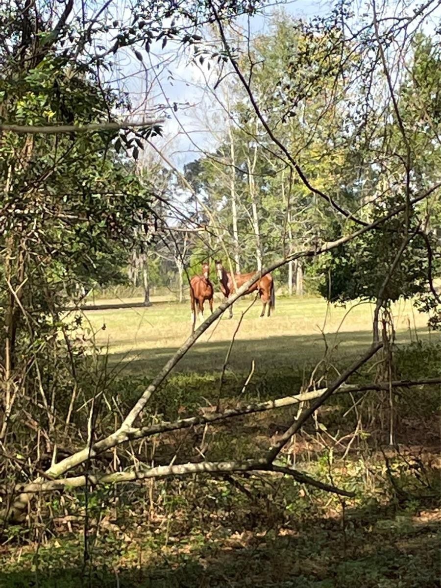 Alachua, Alachua County, FL Farms and Ranches for sale Property ID