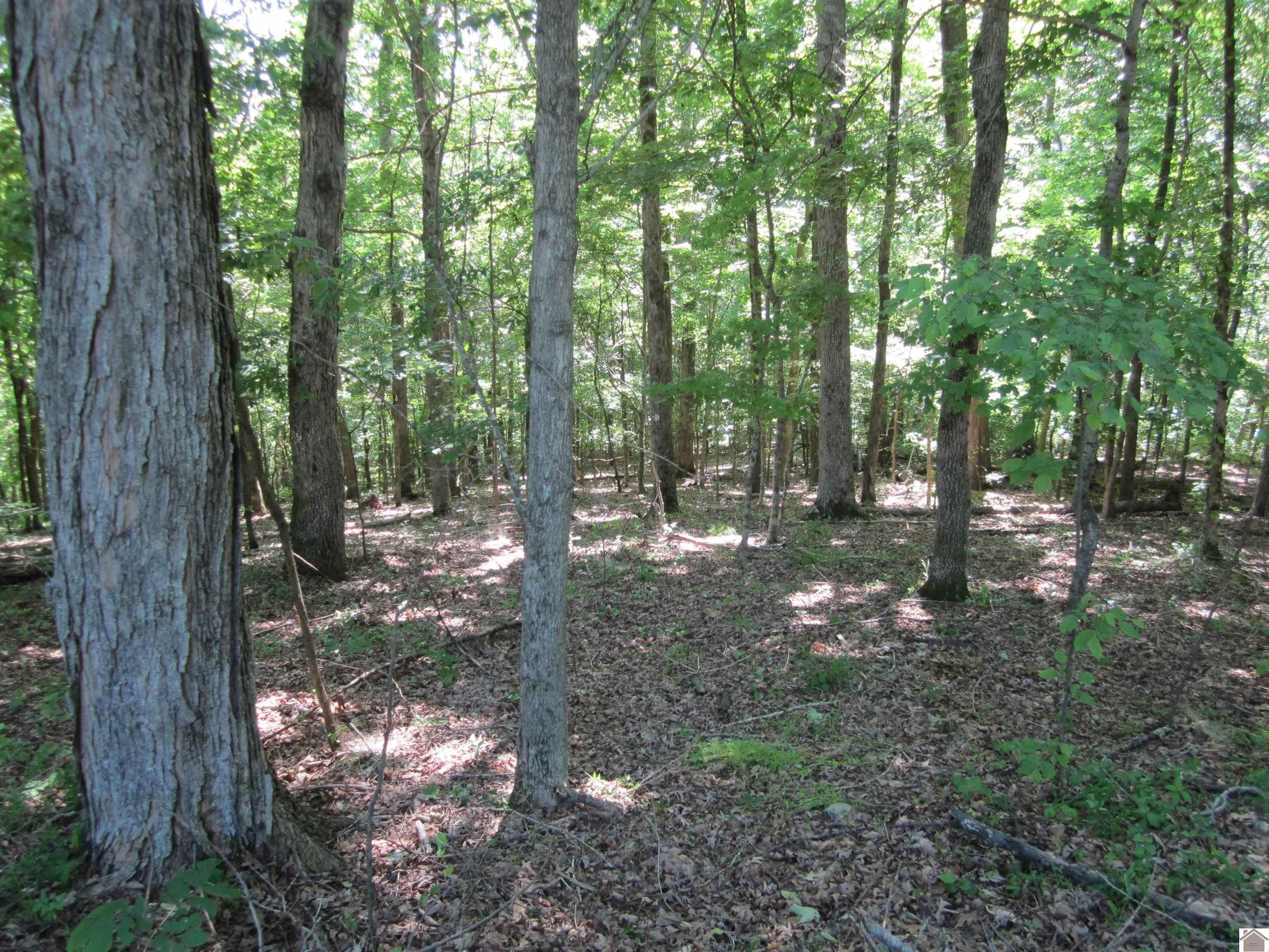Cadiz, Trigg County, KY Undeveloped Land, Lakefront Property