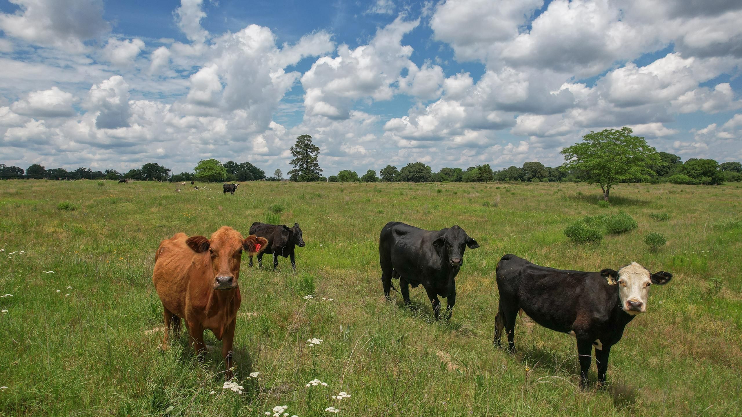 TBD CR 4317, De Kalb, TX 75559 LandWatch