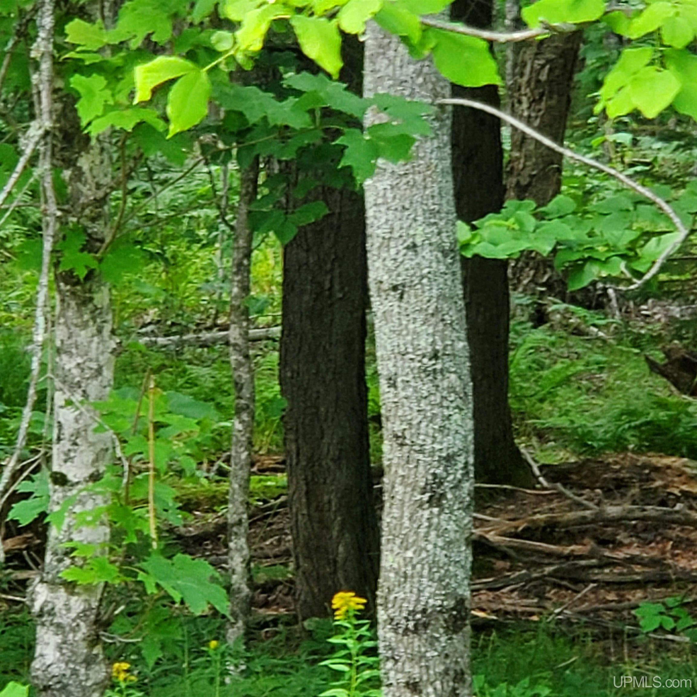 Skanee, Baraga County, MI Undeveloped Land for sale Property ID