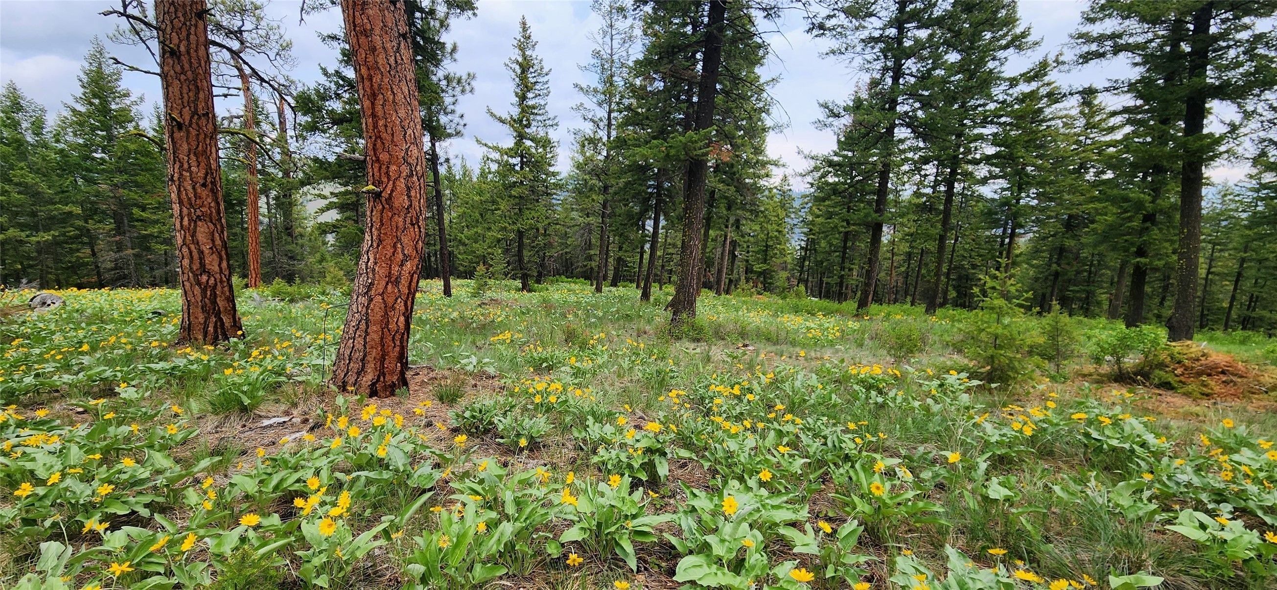 Lolo, Missoula County, MT Farms and Ranches for sale Property ID
