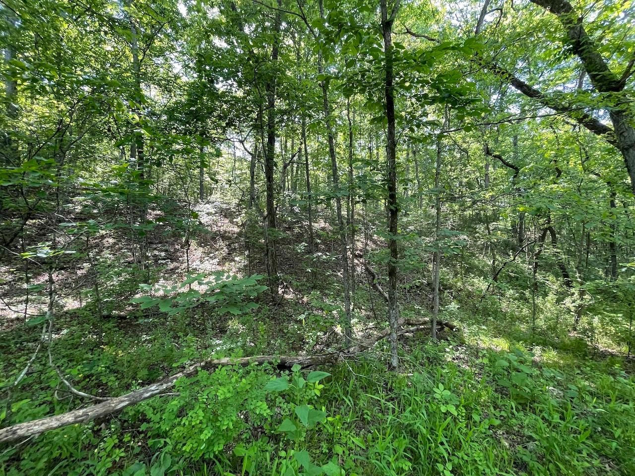 Fremont, Carter County, MO Timberland Property, Undeveloped Land