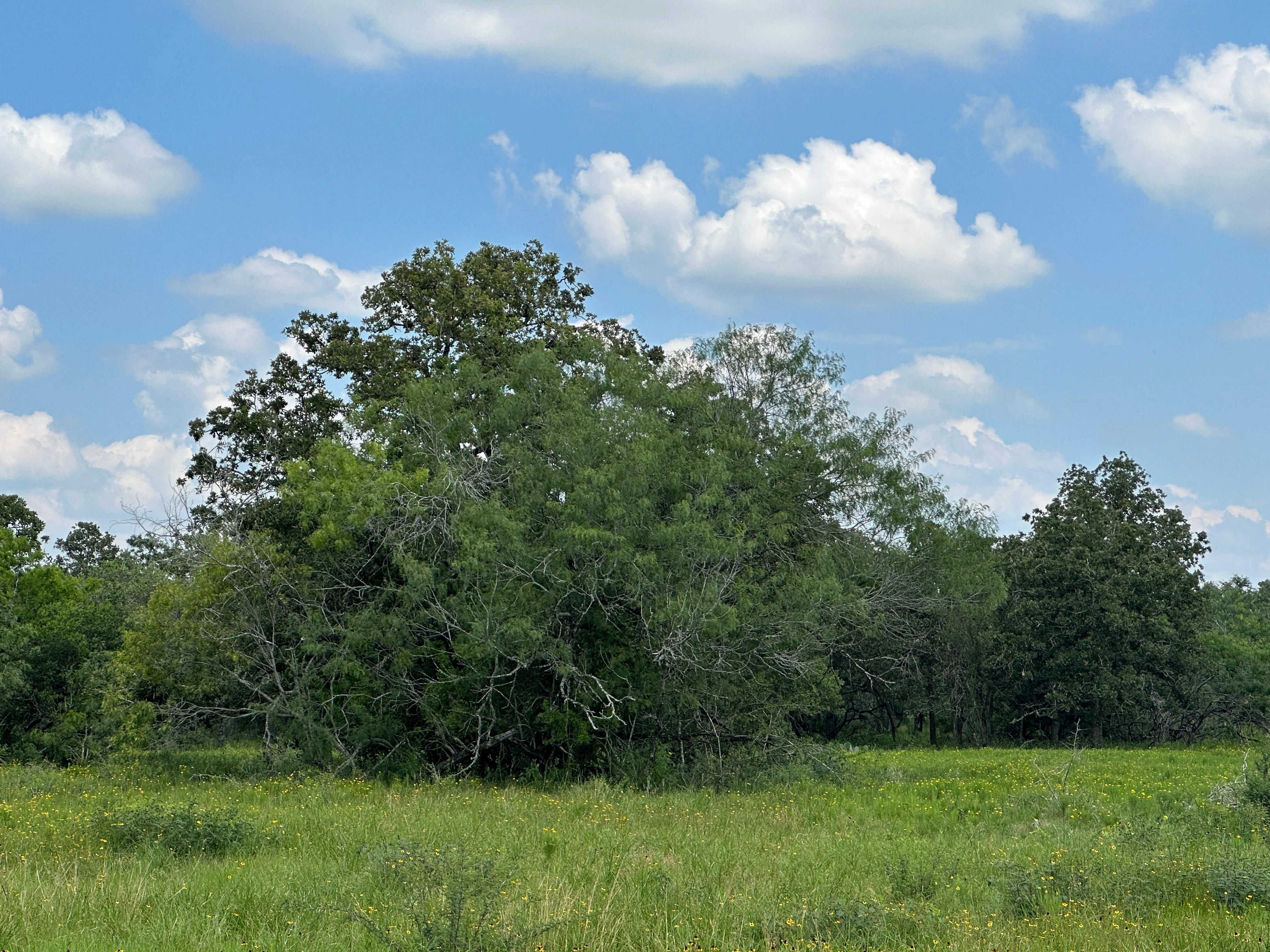Franke Rd, Goliad, TX 77963 MLS 508090 LandWatch