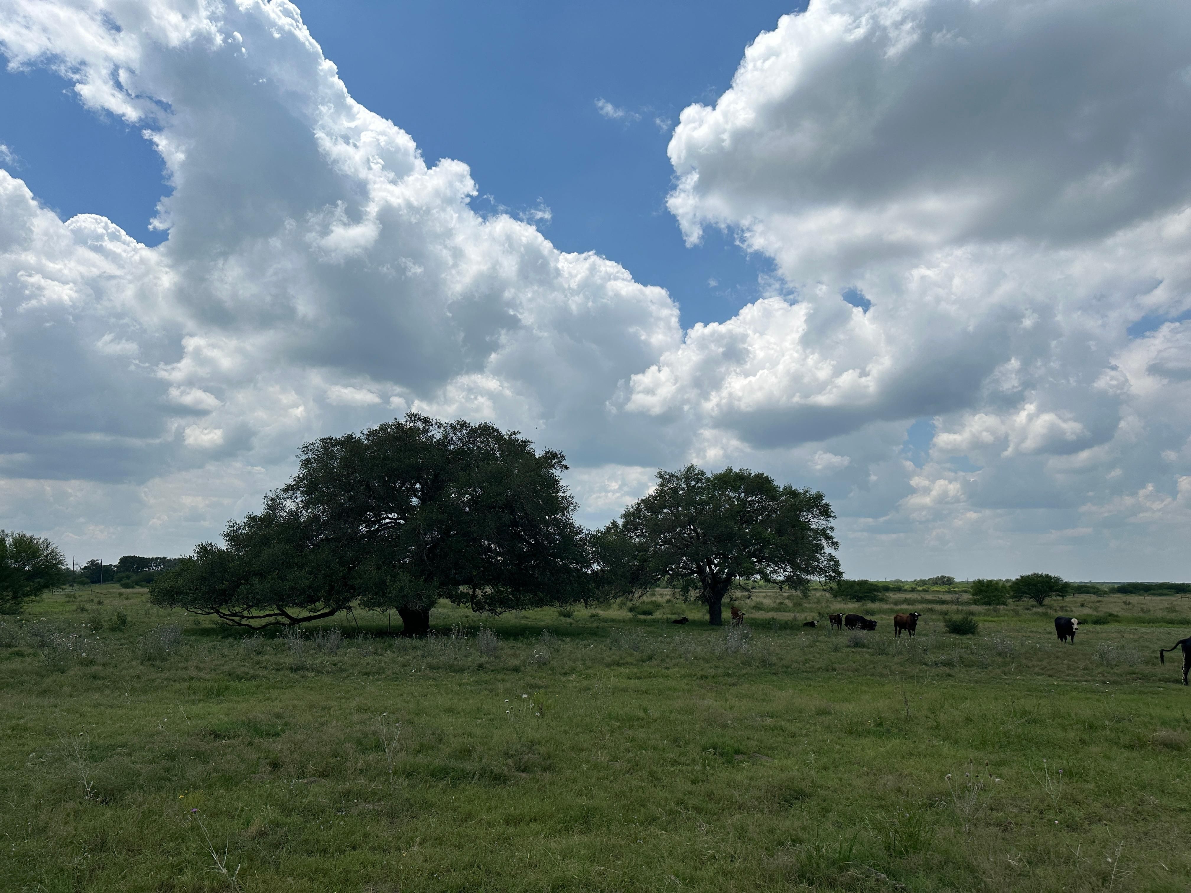 Franke Rd, Goliad, TX 77963 MLS 508087 LandWatch