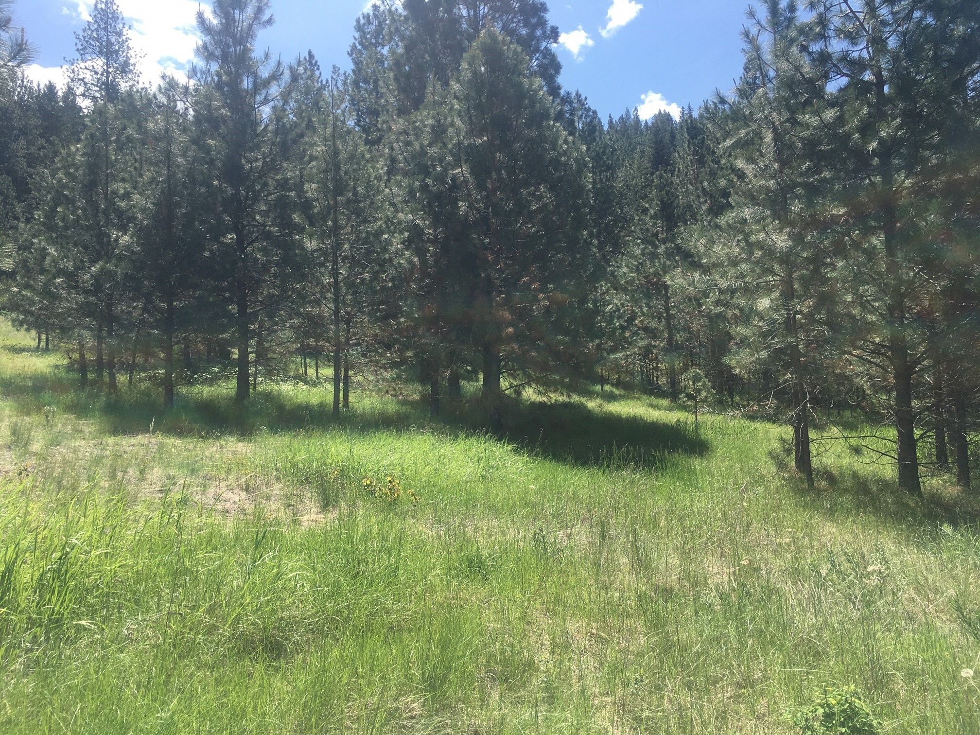 Plains, Sanders County, MT Farms and Ranches for sale Property ID