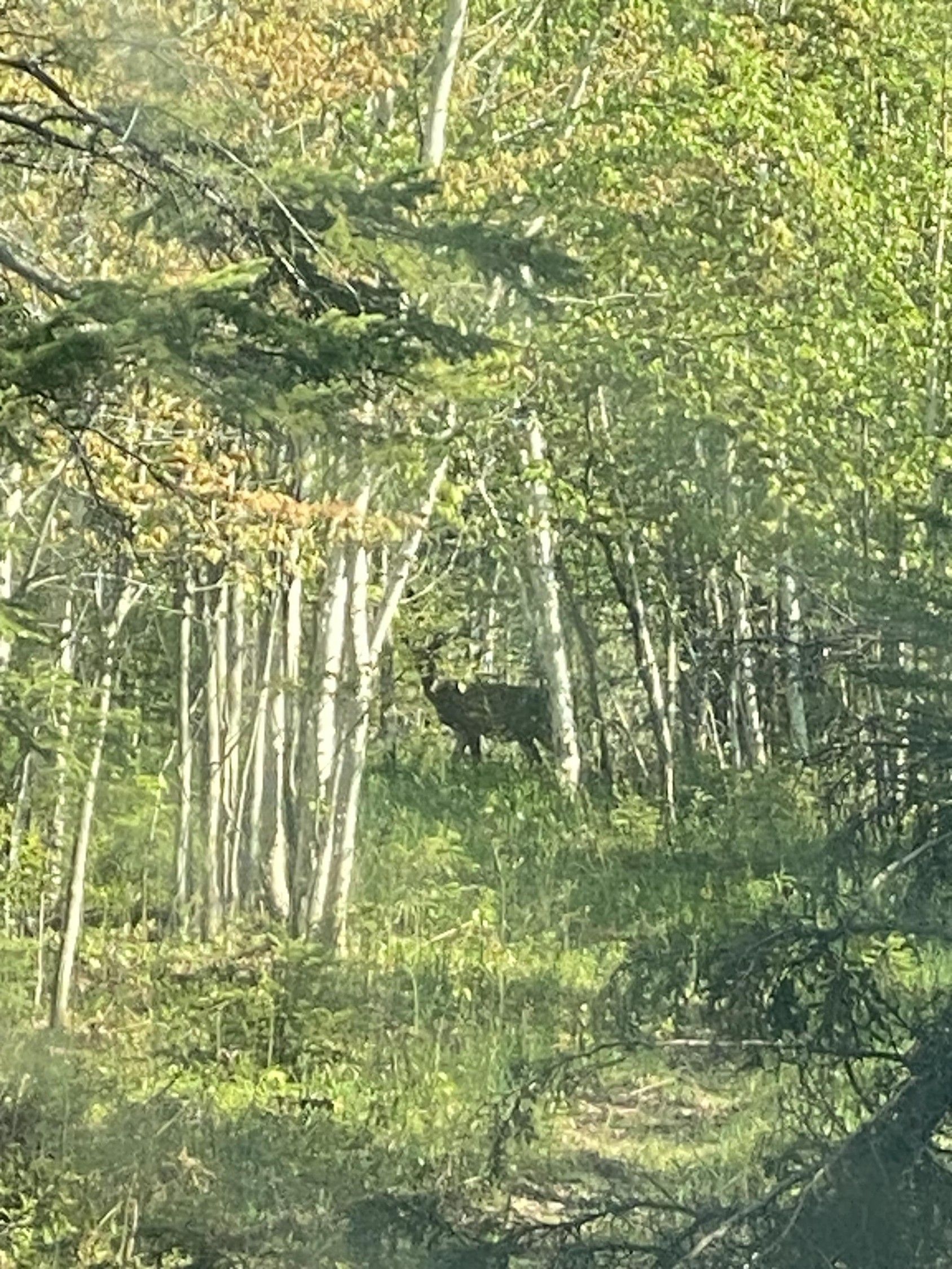 Gould City, Mackinac County, MI Farms and Ranches for sale Property ID