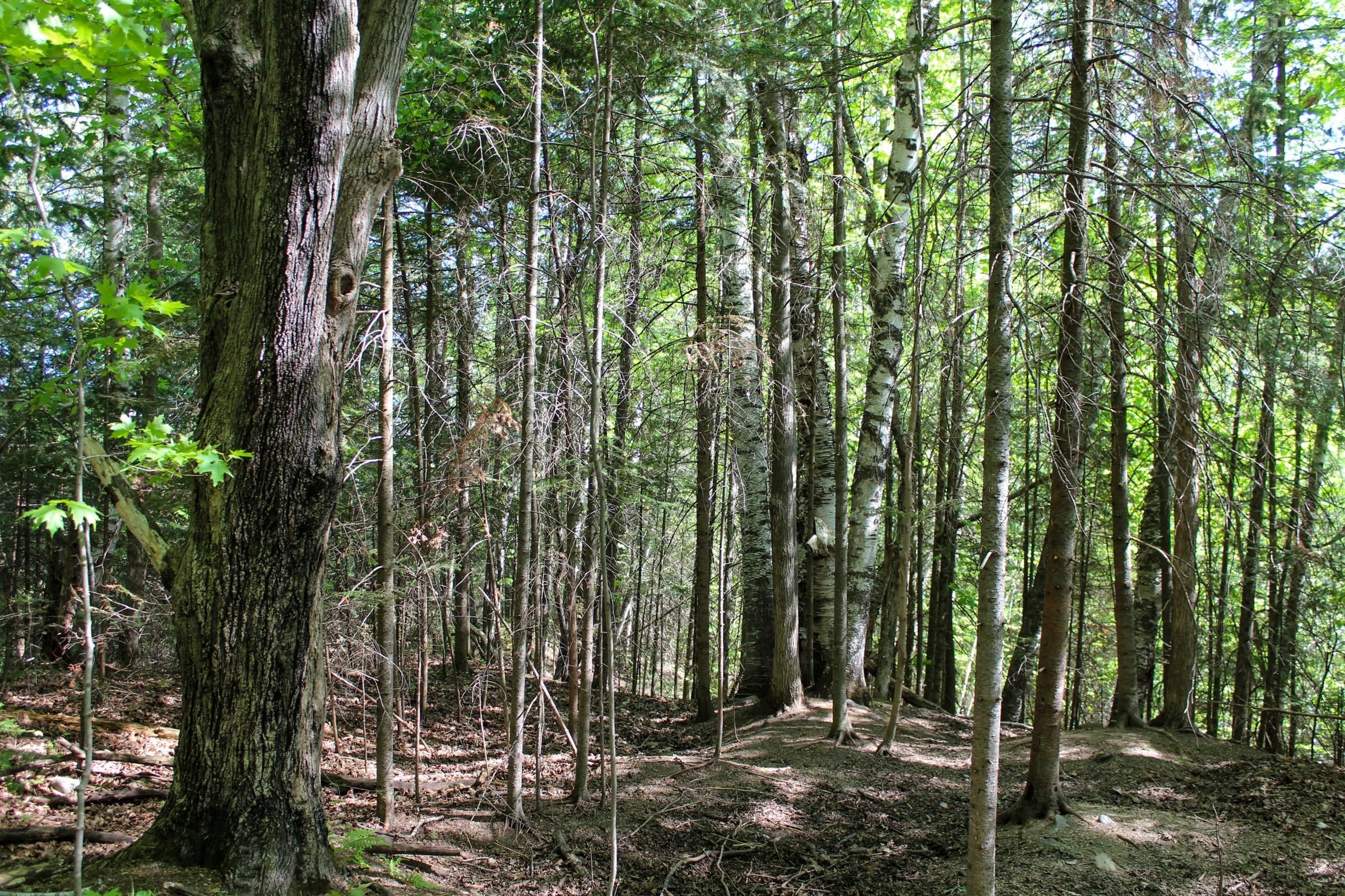 Rib Lake, Taylor County, WI Recreational Property, Hunting Property