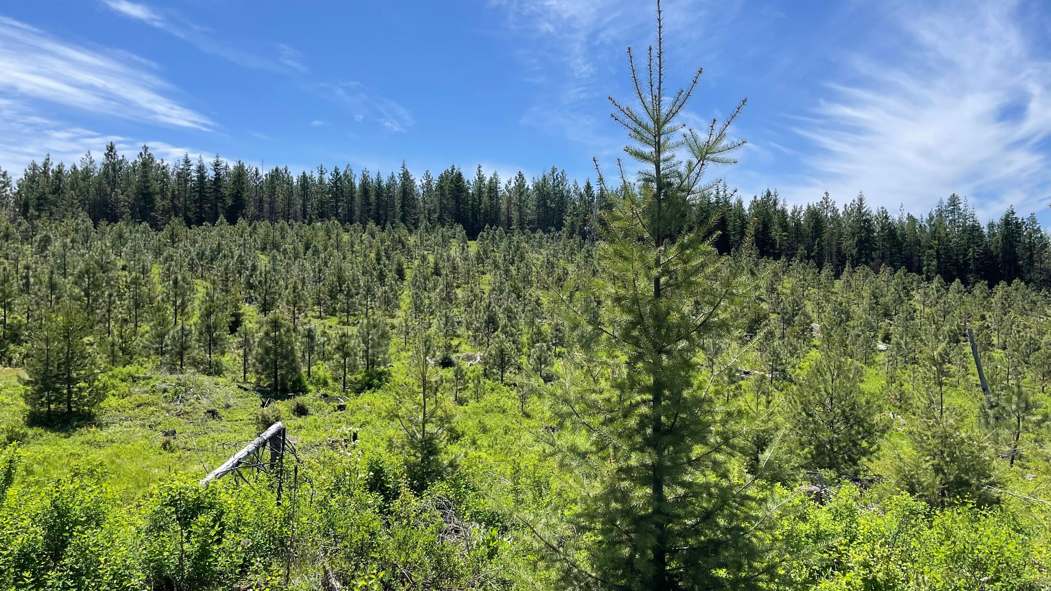 TBD Badger Ridge Rd Parcel 5, Orofino, ID 83544 MLS 98878139 LandWatch