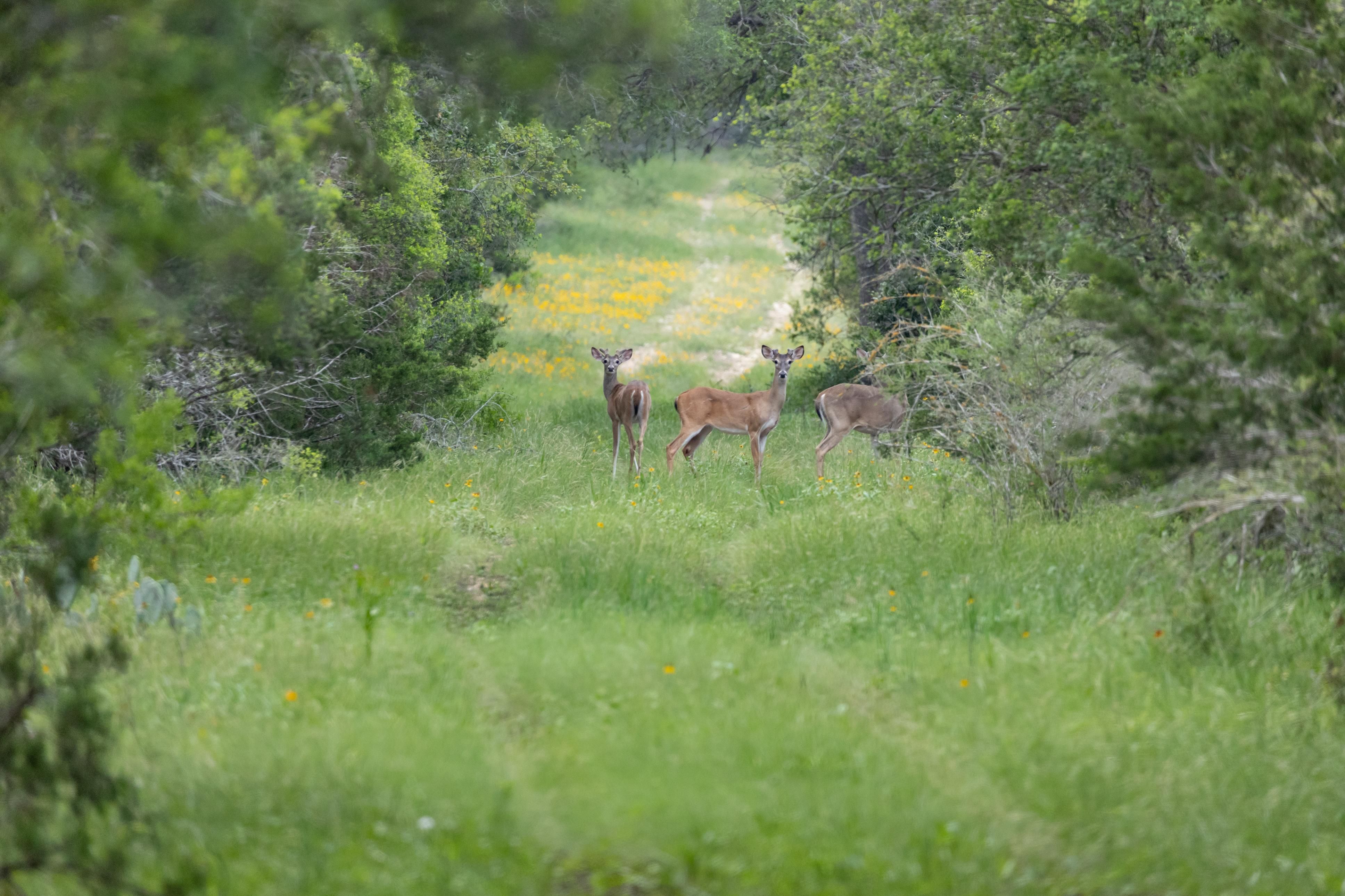 Cr 351, Quihi, TX 78861 LandWatch