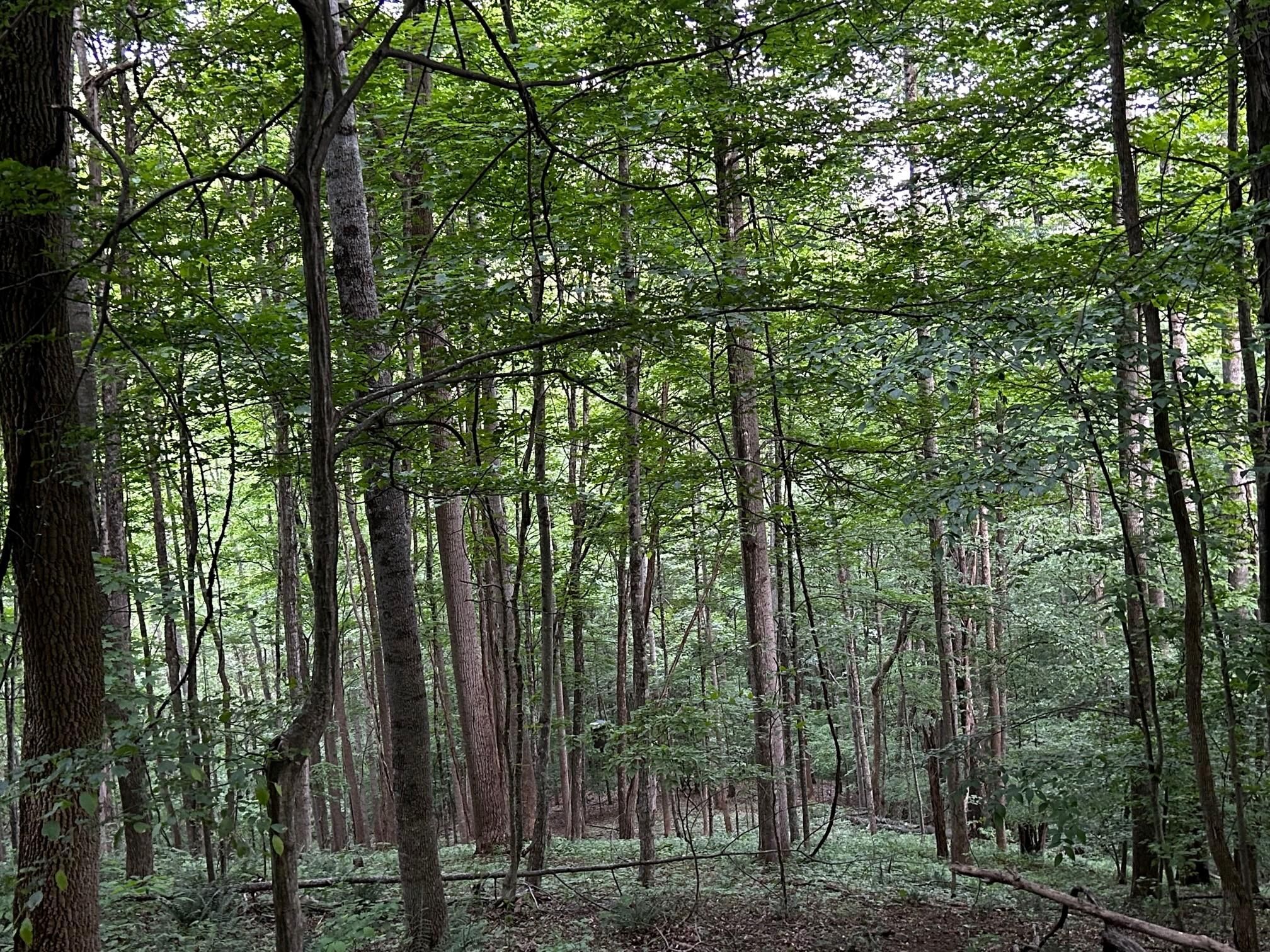 Talcott, Summers County, WV Recreational Property, Timberland Property