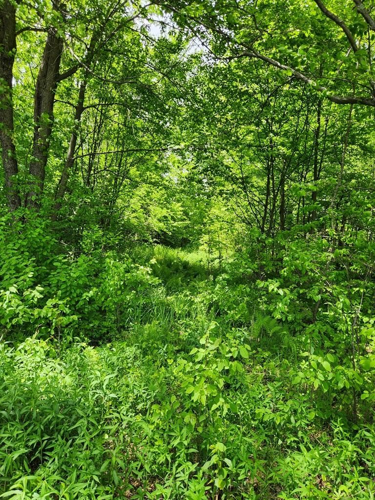 Phillips, Price County, WI Recreational Property, Undeveloped Land