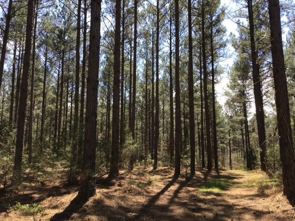 Abbeville, Abbeville County, SC Recreational Property, Timberland