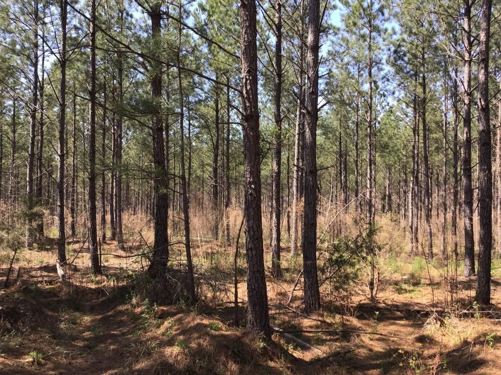 Chester, Chester County, SC Recreational Property, Timberland Property